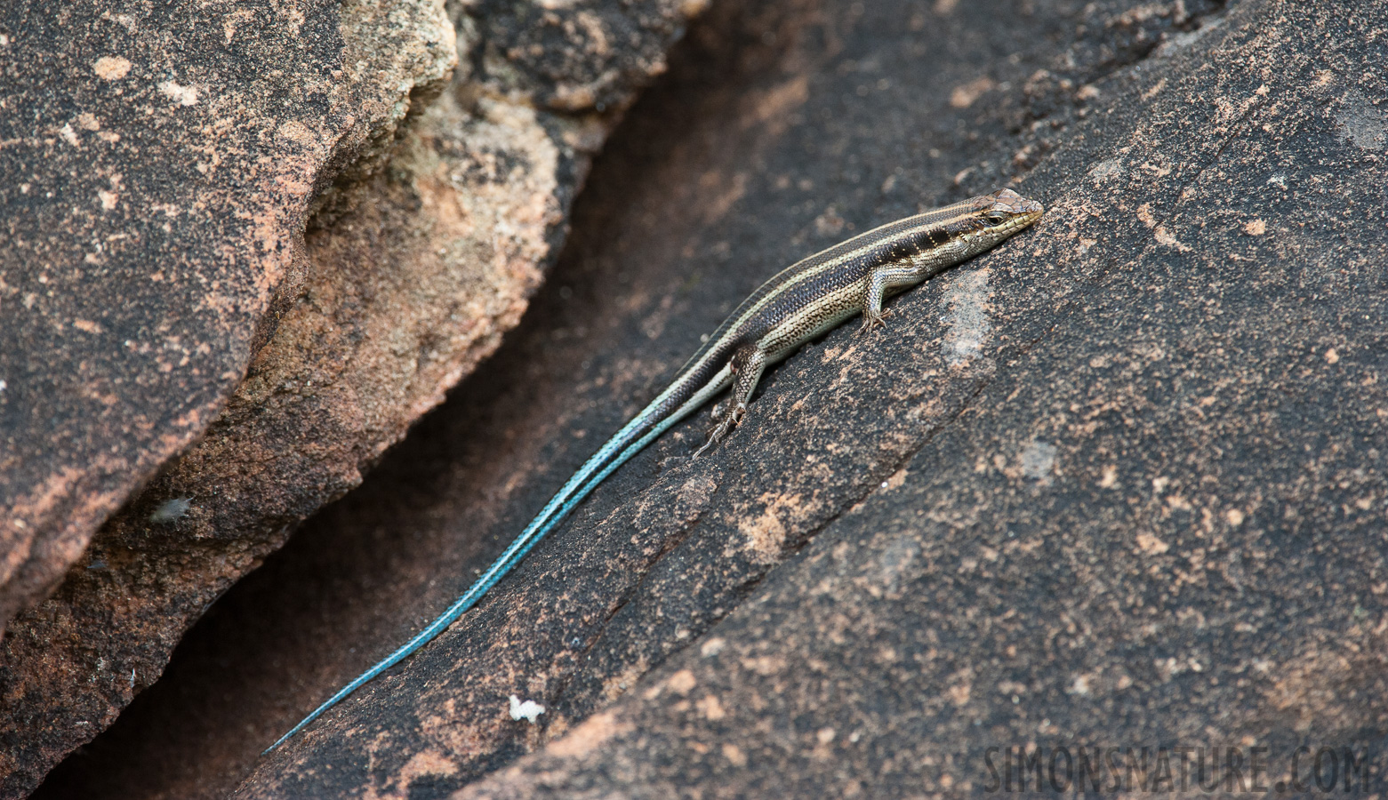 Trachylepis margaritifera [420 mm, 1/200 Sek. bei f / 7.1, ISO 1600]